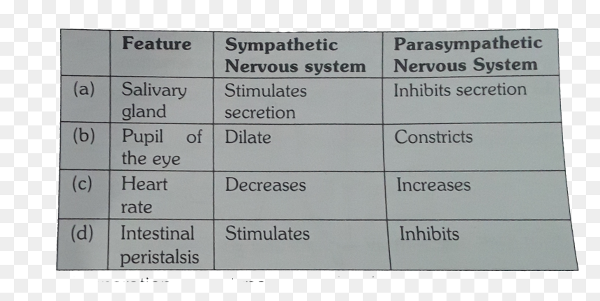 Number, HD Png Download - nervous system png