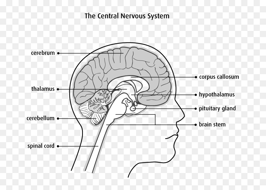 Nervous System Cerebrum Spinal Cord What Do We Have, HD Png Download - nervous system png