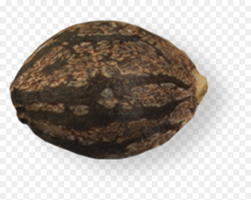 Peanut, HD Png Download - tangerine png