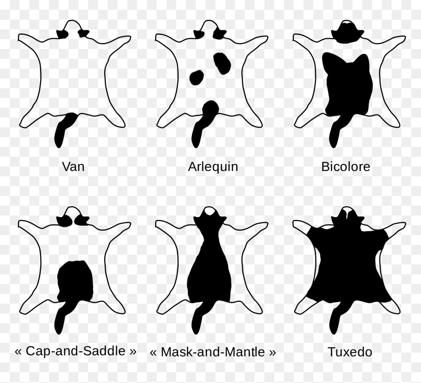 Bicolor Black And White Cat, HD Png Download - tuxedo mask png