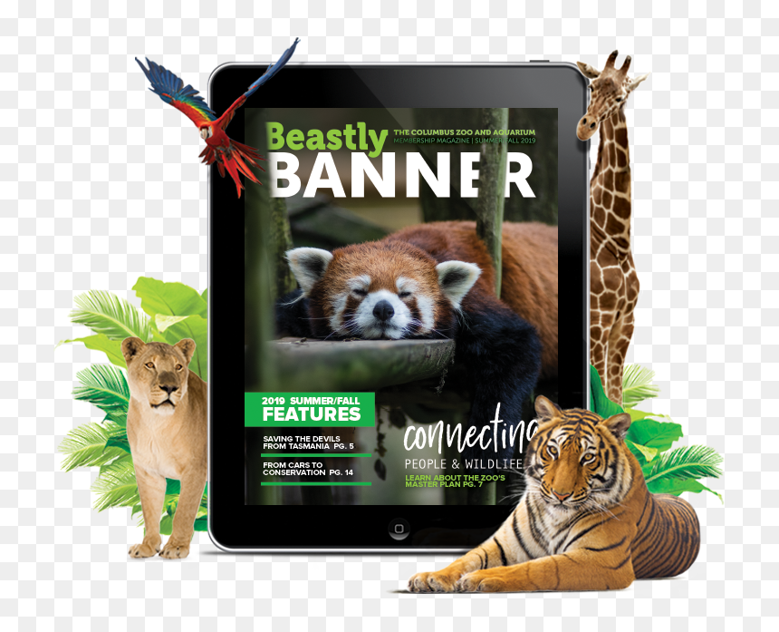 Siberian Tiger, HD Png Download - thank you banner png