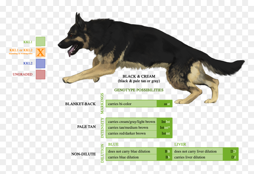 Shiloh Shepherd Husky Mix, HD Png Download - german shepherd silhouette png