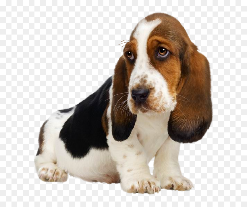 Transparent Golden Retriever Puppy Png, Png Download - golden retriever puppy png