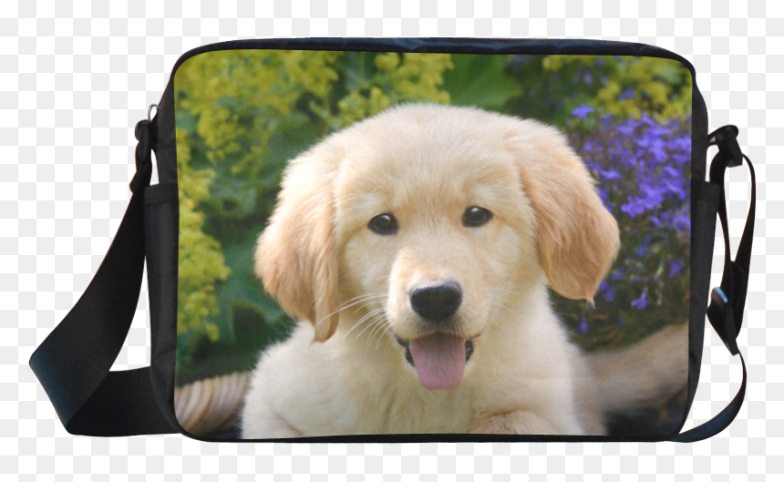 Cute Young Golden Retriever Dog Goldie Puppy Portrait - Golden Retriever Baby Dogs, HD Png Download - golden retriever puppy png