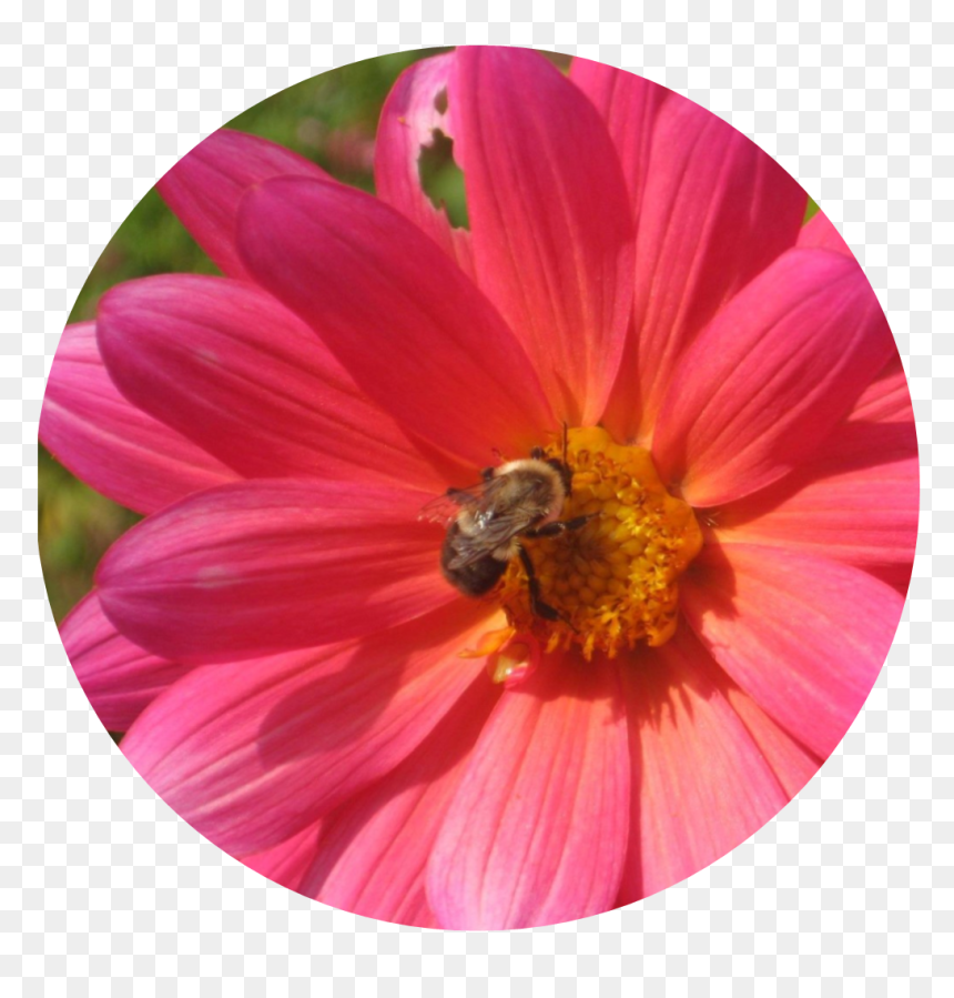 I Use The Image Of A Pink Daisy With A Bumble Bee A - Barberton Daisy, HD Png Download - pink daisy png