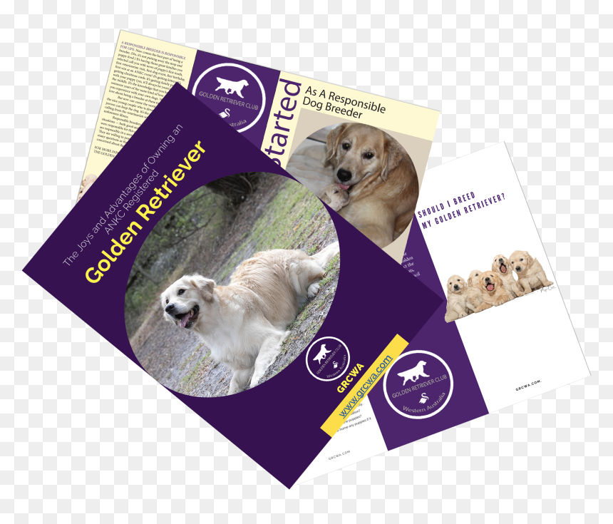 Golden Retriever, HD Png Download - golden retriever puppy png