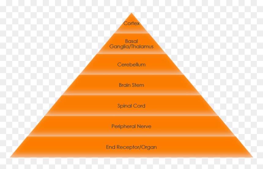 Triangle, HD Png Download - nervous system png