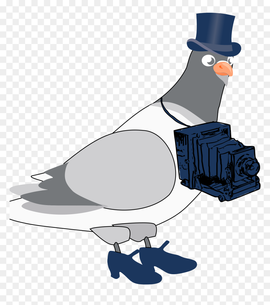 When Pigeons Were Photographers - Pouter Pigeon Blue Background, HD Png Download - pigeons png