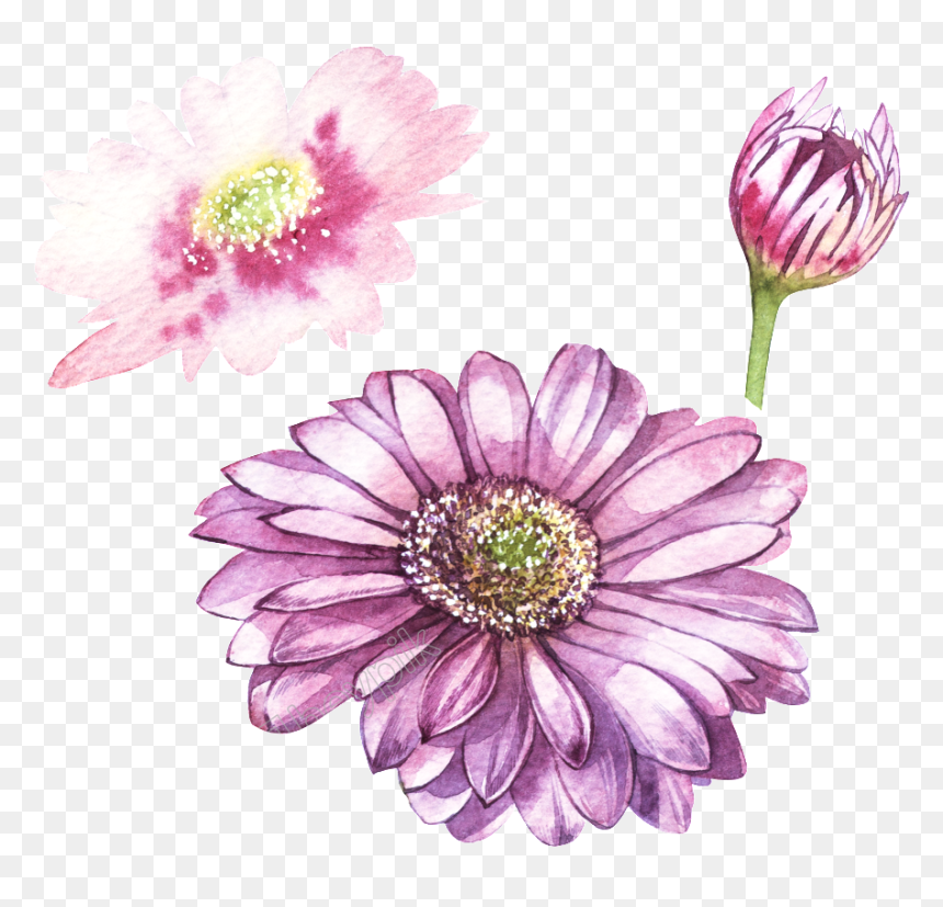 Pink Transparent Free Png - Gerbera Botanical Illustration Free, Png Download - pink daisy png