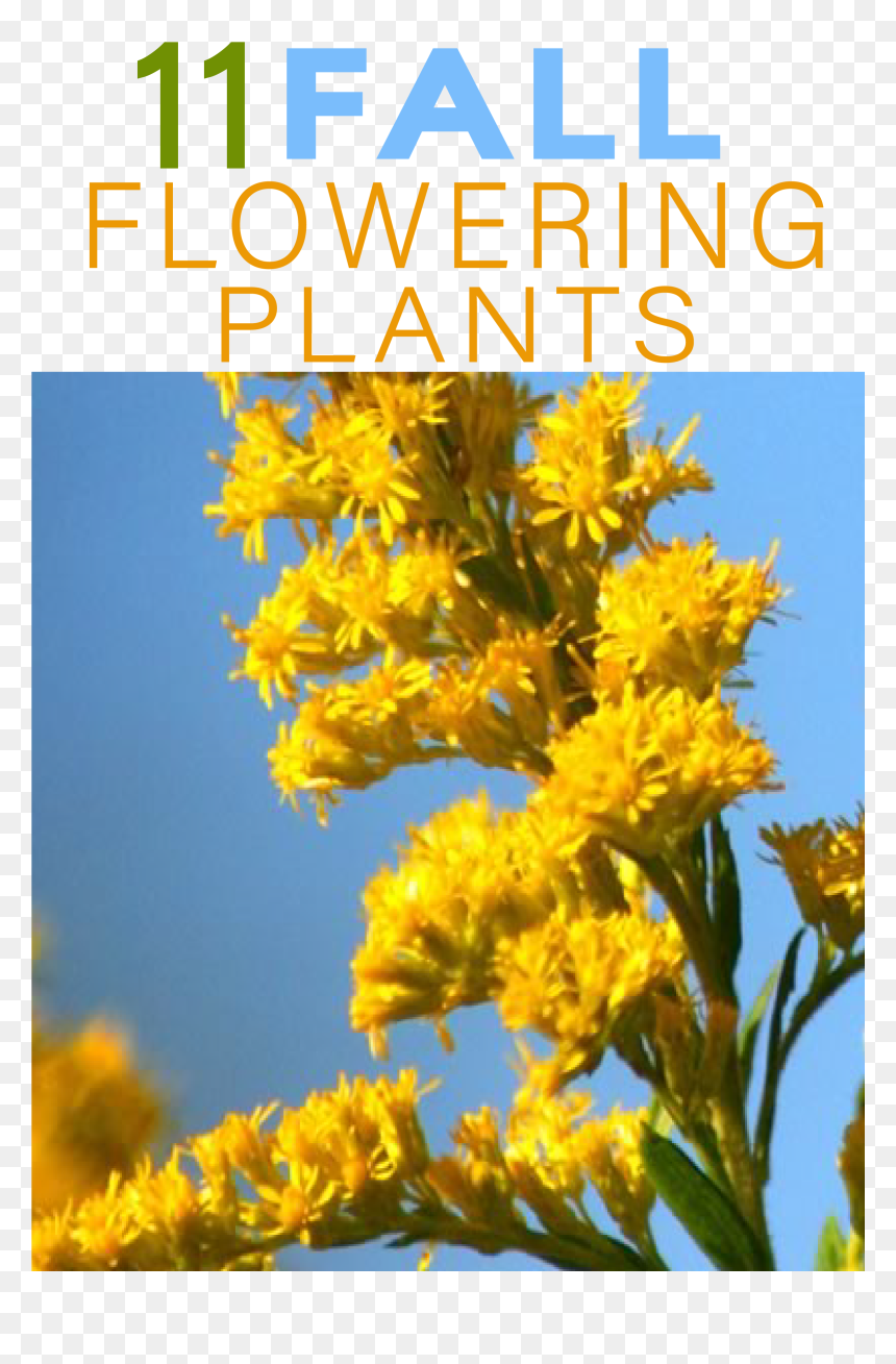 There Are Dozens Of Fall Blooming Flowers That Keep - Giant Goldenrod, HD Png Download - fall flowers png