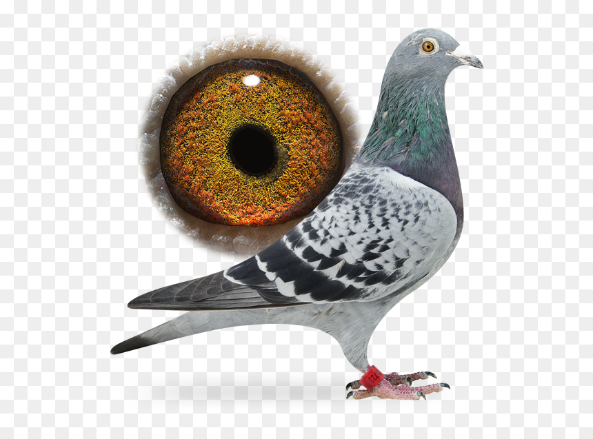 Stock Dove, HD Png Download - pigeons png