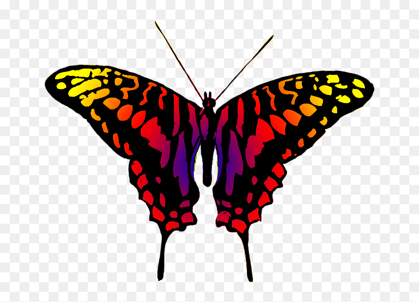 Dangerous Looking Butterfly - Black And Grey Butterfly, HD Png Download - red butterfly png