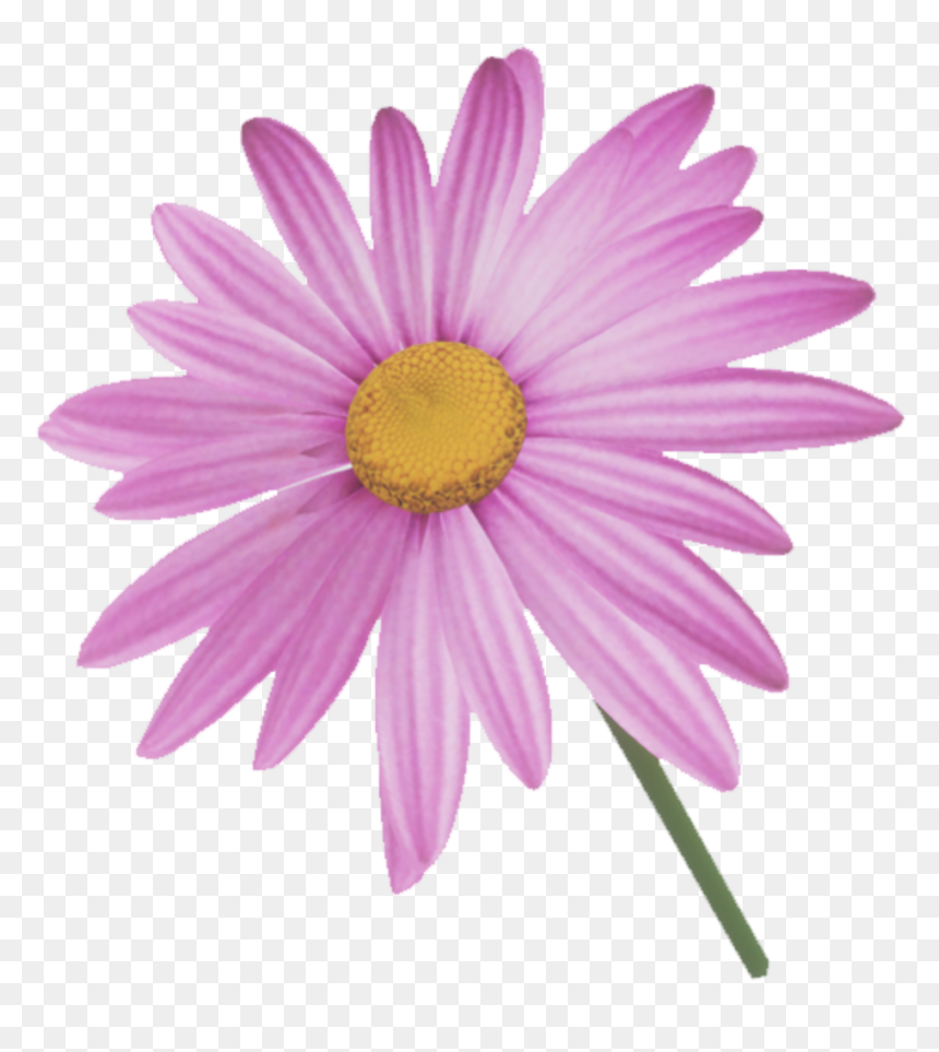Marguerite Daisy, HD Png Download - pink daisy png