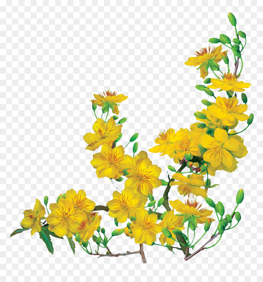 Thumb Image - Yellow Apricot Flowers Png, Transparent Png - hoa mai png