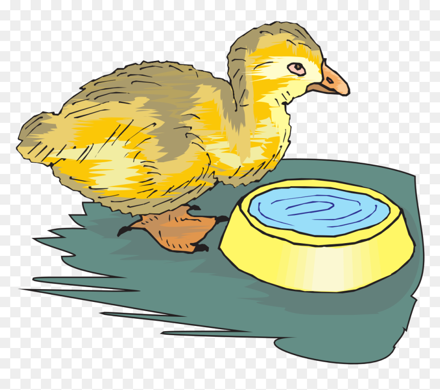 Duckling With Water Bowl Svg Clip Arts - Bird Drinks Water Cartoon, HD Png Download - duckling png