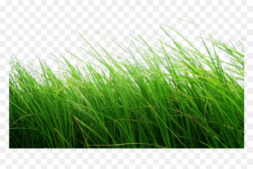 Free Png Download Grass Clipart Png Photo Png Images - Grass Png, Transparent Png - grass png clipart