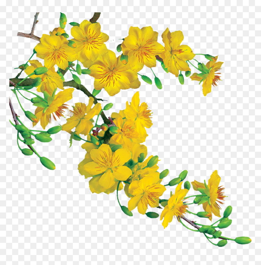 Xuan Giap Ngo 2014, HD Png Download - hoa mai png