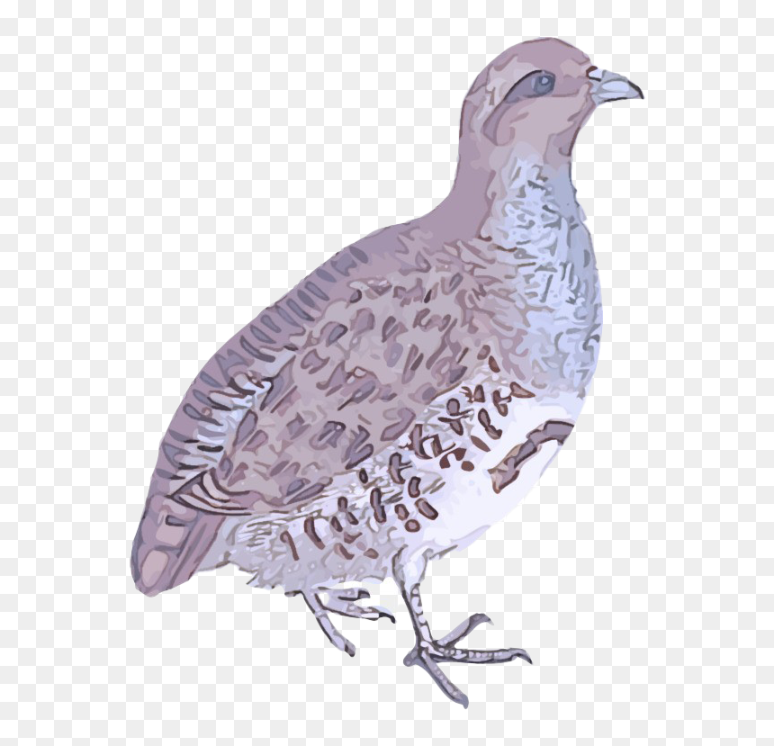 Partridge Download Png Image, Transparent Png - pigeons png