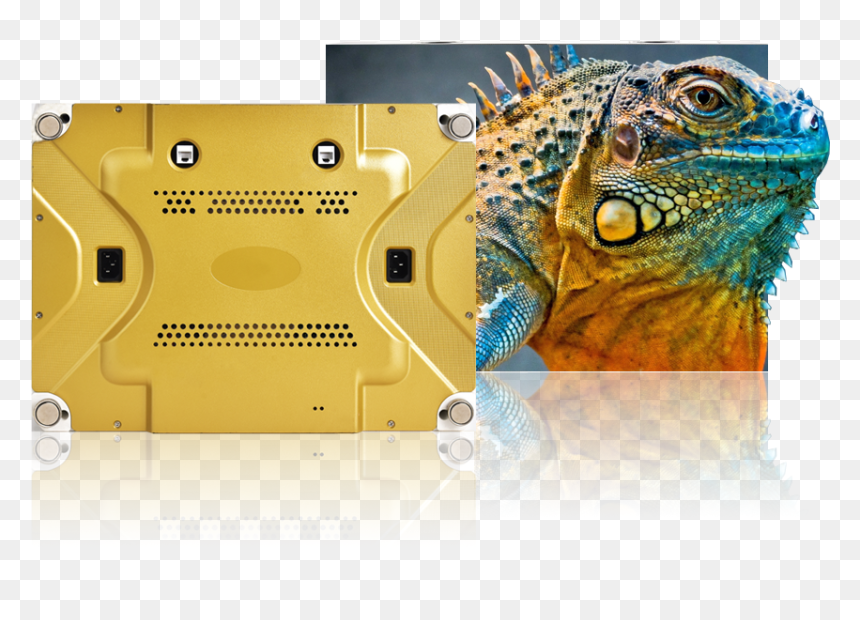 Image - Iguana Hd, HD Png Download - nwa png