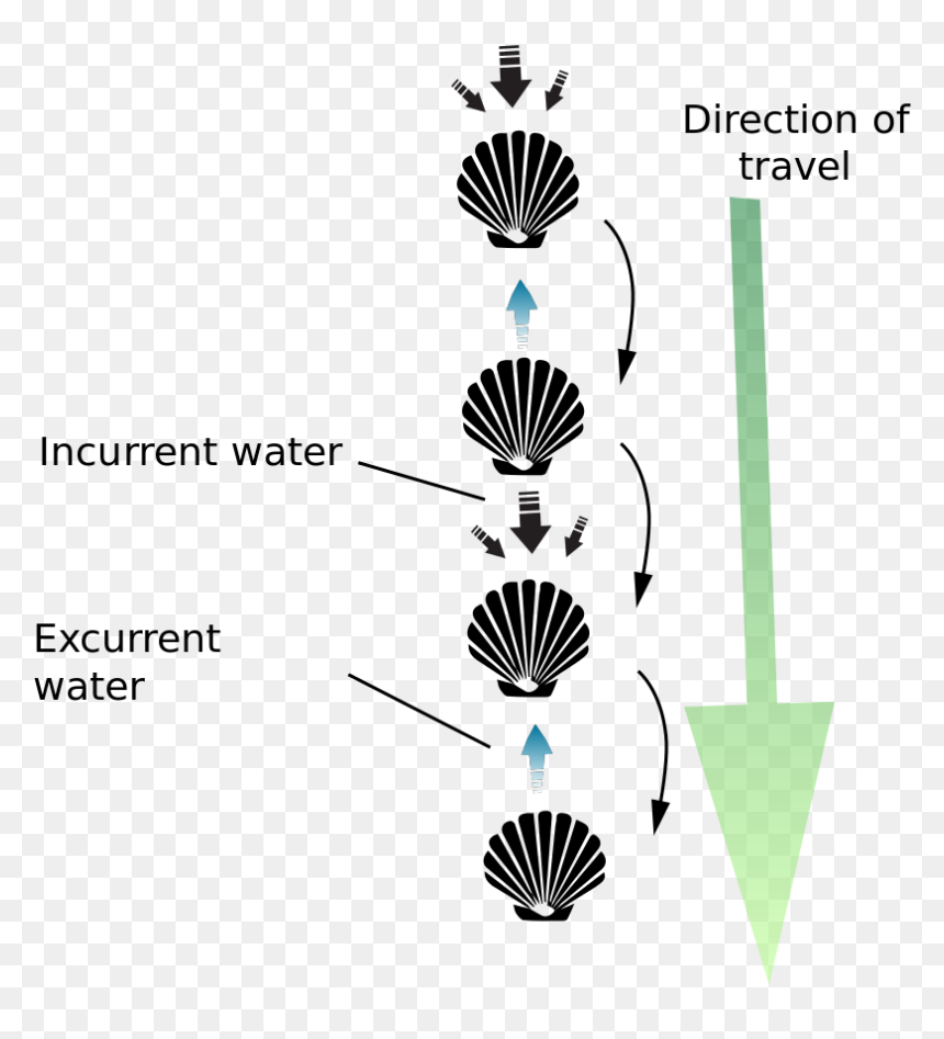 Diagram, HD Png Download - scallop circle png