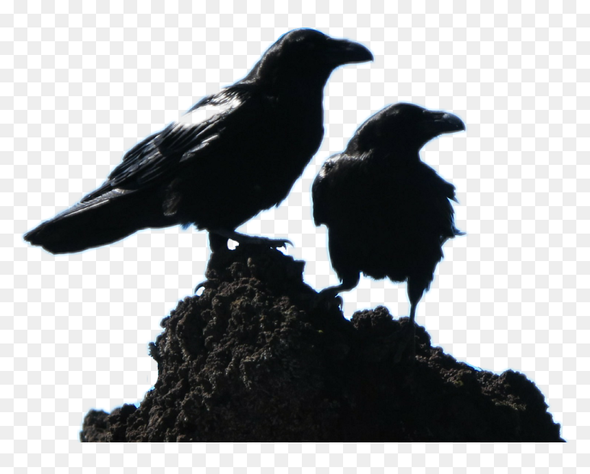 Transparent Cute Crow Clipart - Some Liar Are So Expert, HD Png Download - raven feather png