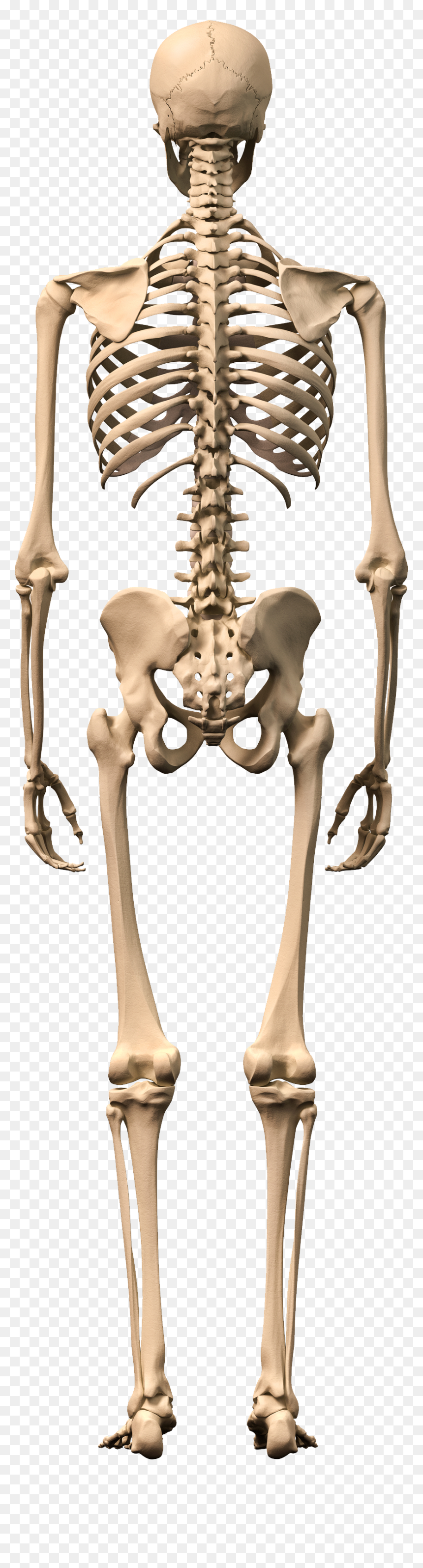 Skeleton Png - Male Human Skeleton, Transparent Png - skeleton transparent png