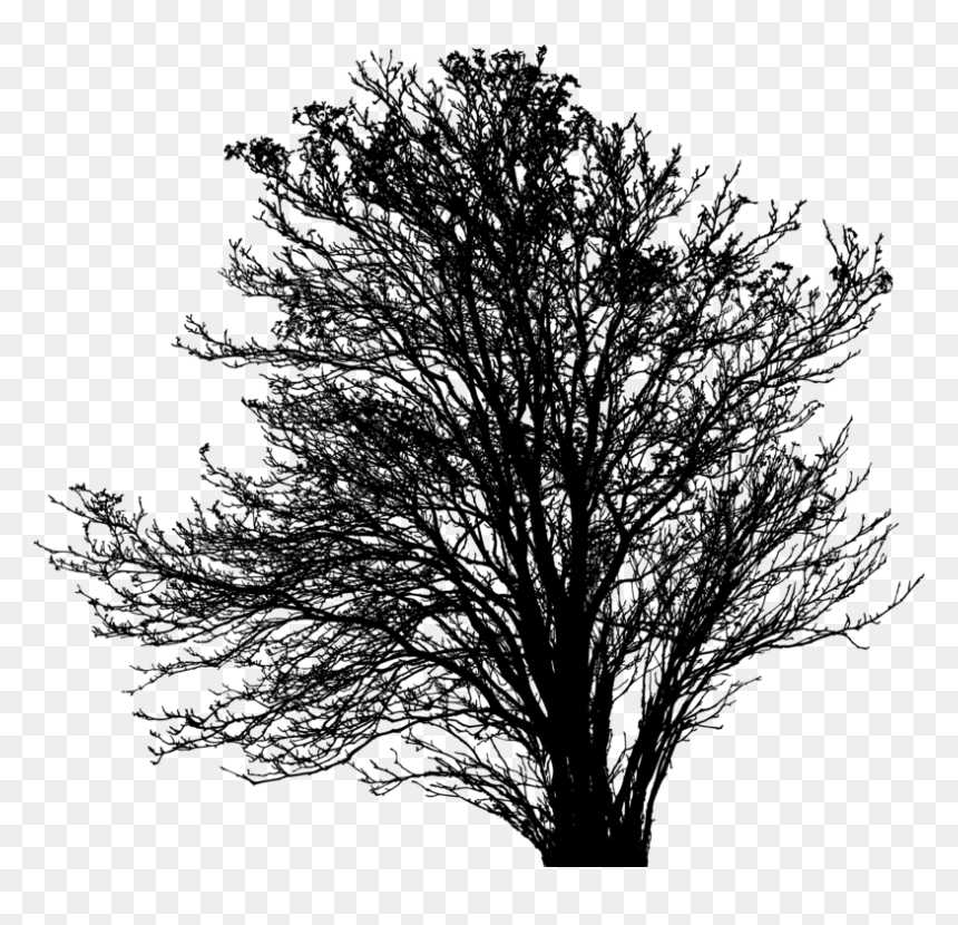Plant,leaf,monochrome Photography - Oak, HD Png Download - leafless tree png