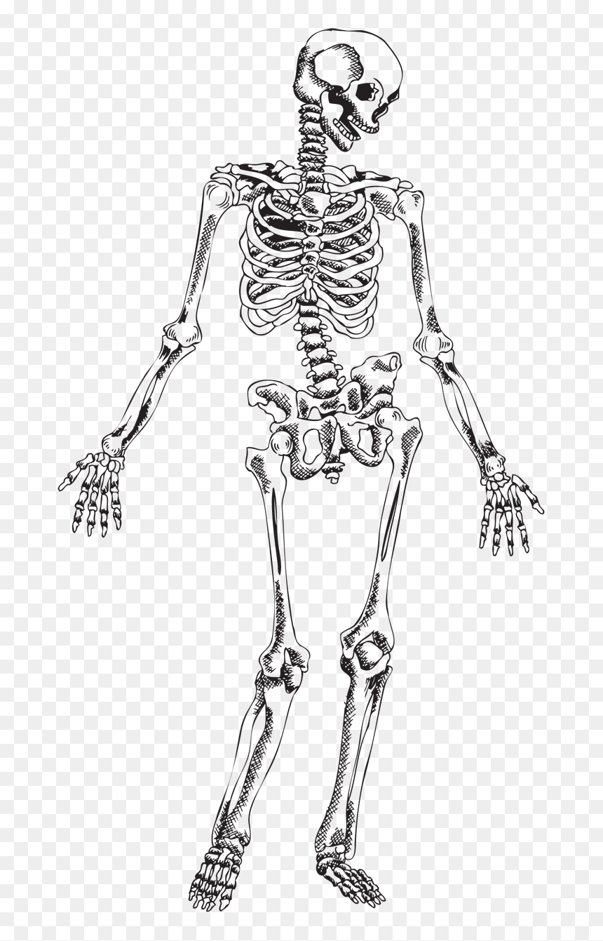 Human Skeleton Skull - Human Anatomy Valentine Puns, HD Png Download - skeleton transparent png