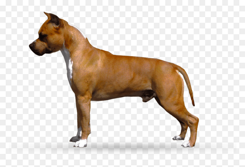 American Staffordshire Terrier, Hd Png Download - Dog Staffordshire Bull Terrier Transparent, Png Download - angry dog png