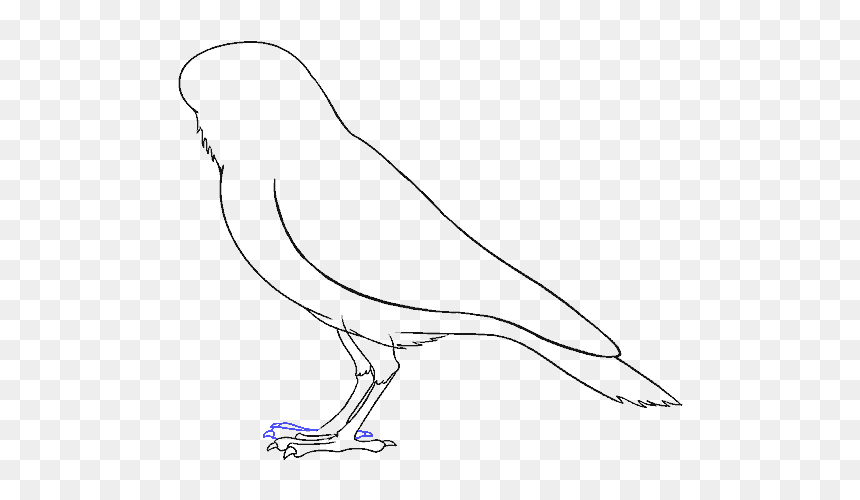 How To Draw Raven - Pigeons And Doves, HD Png Download - raven feather png