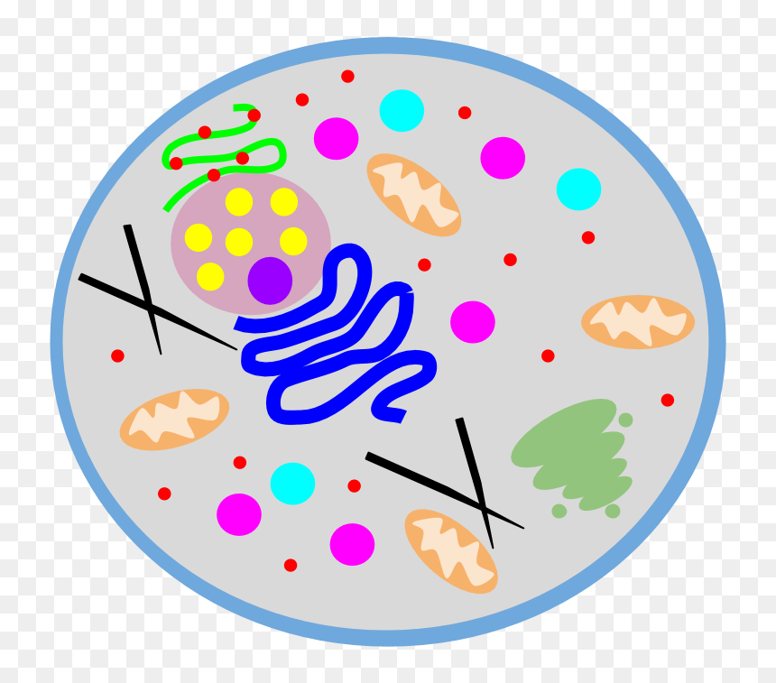 Circle, HD Png Download - animal cell png