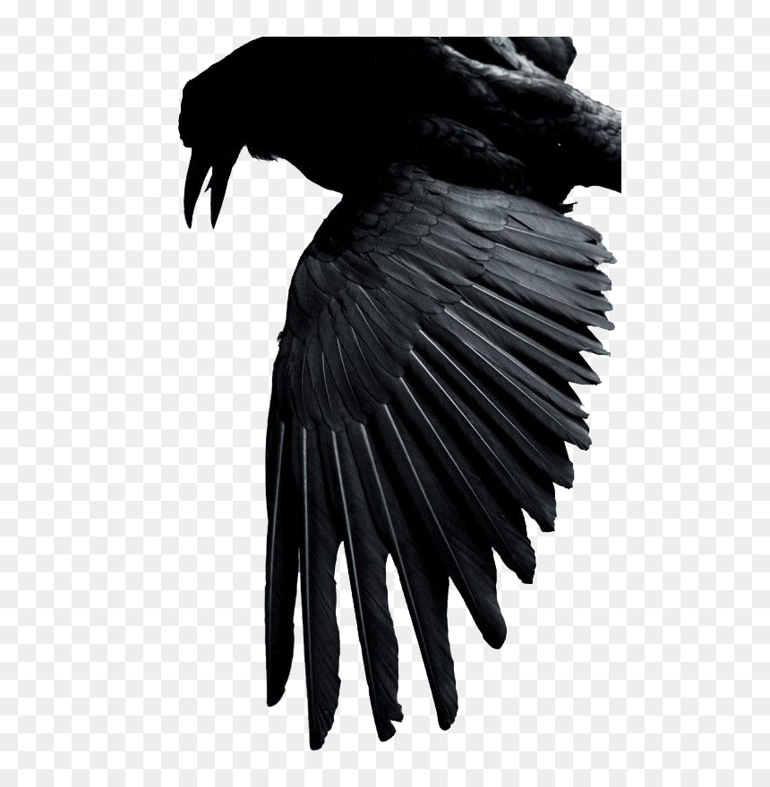 Bullshit Stops When The Hammer Drops, HD Png Download - raven feather png