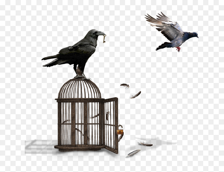 World Storytelling Day 2020 Voyage, HD Png Download - raven feather png
