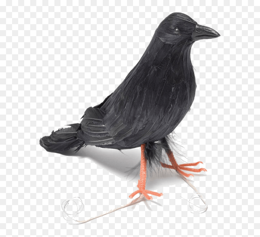 Bnov Feather Raven, HD Png Download - raven feather png