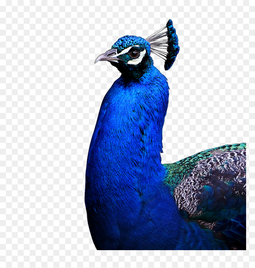 Peafowl, HD Png Download - peacock png image