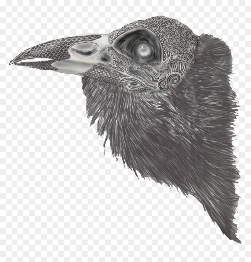 American Crow, HD Png Download - raven feather png
