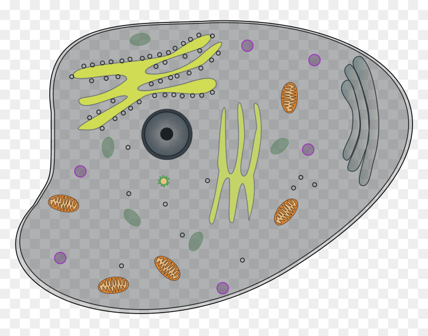 Circle, HD Png Download - animal cell png