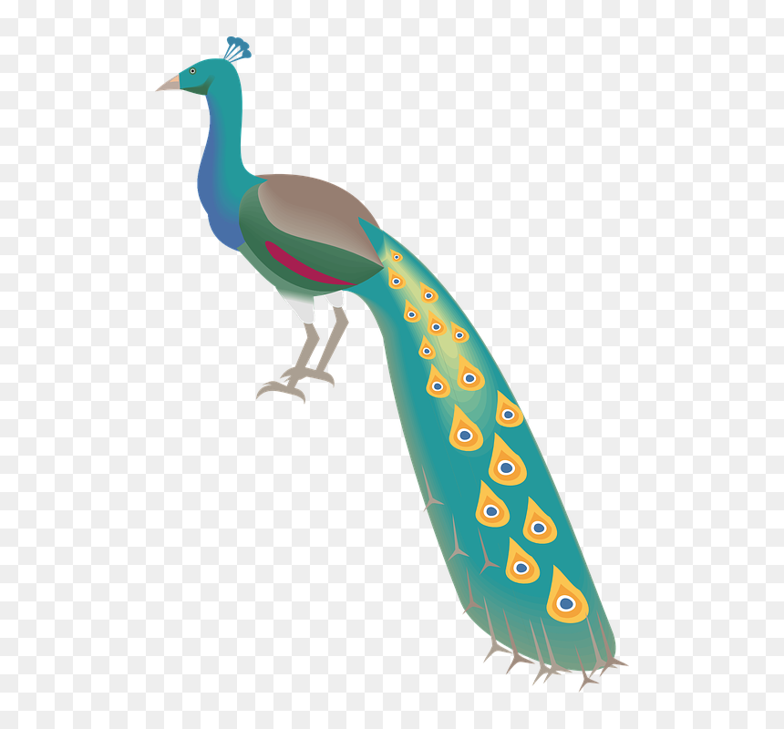 Clip Art, HD Png Download - peacock wings png