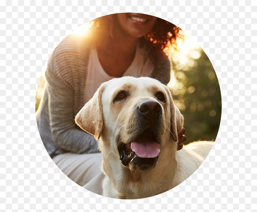 Xoom Energy, Driscoll Co-brand - Dog, HD Png Download - petsmart png