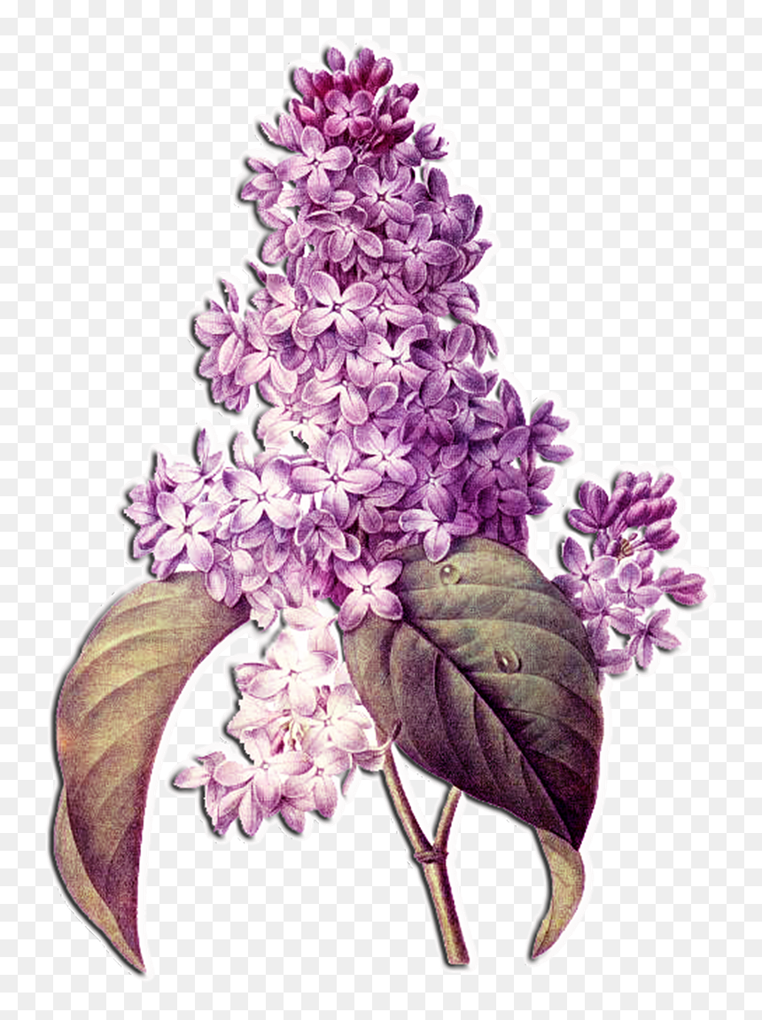Lilac Flower, HD Png Download - flower arrangement png