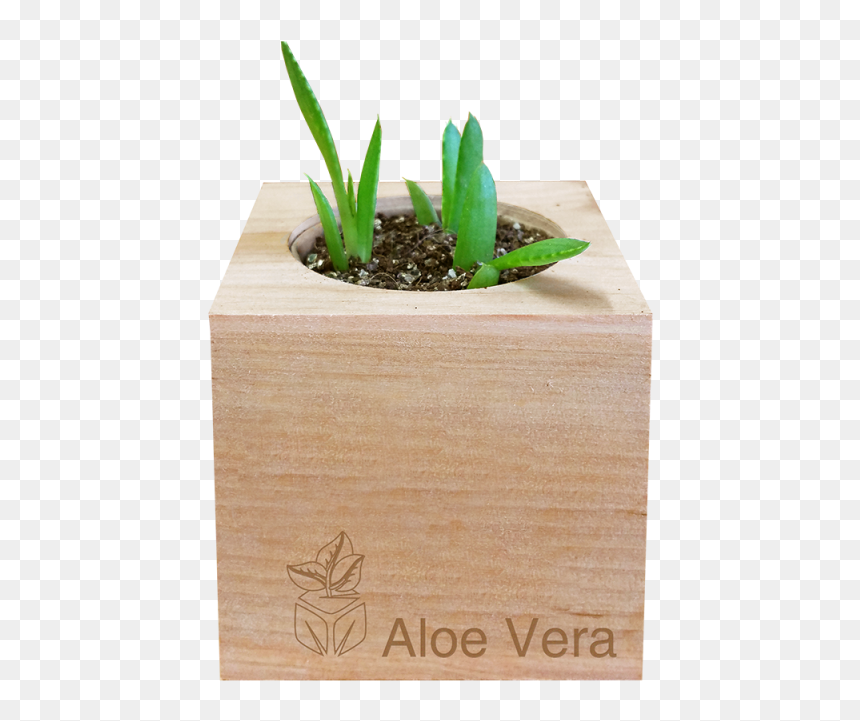 Ecocube Aloe Vera, HD Png Download - grass block png