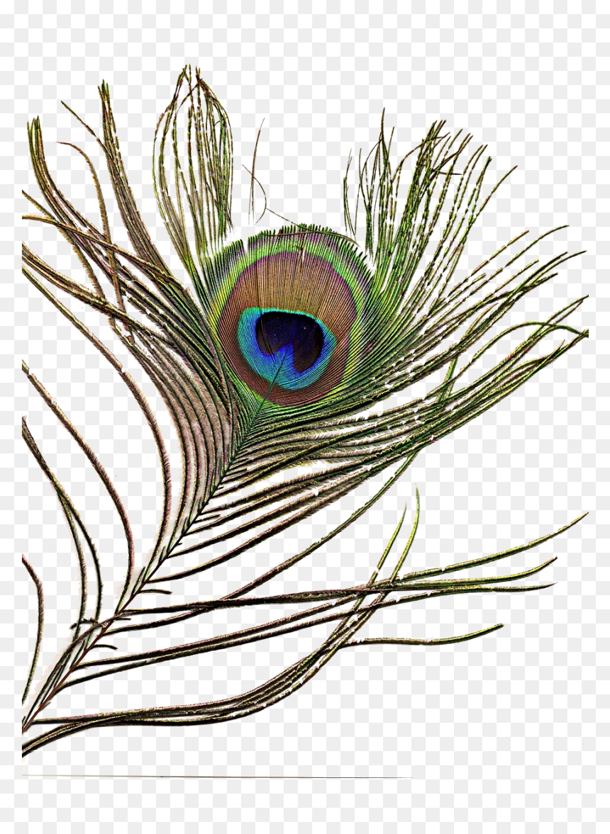 Peacock Plume, HD Png Download - peacock wings png