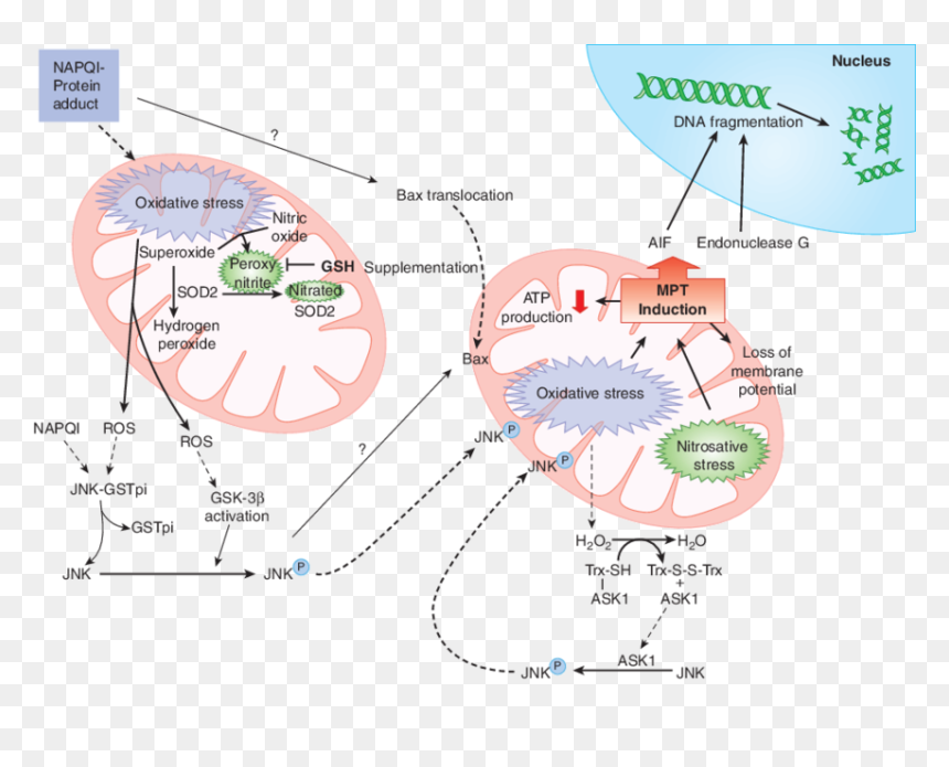 Acetaminophen Signal Transduction Pathway, HD Png Download - tylenol png