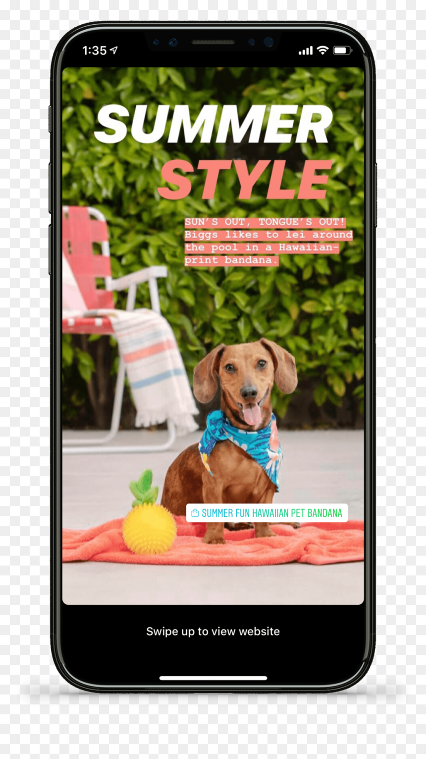 Petsmart Summerlookbook Social1 - Dog Catches Something, HD Png Download - petsmart png