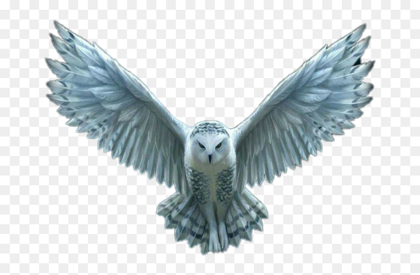 #owl #whiteowl #hedwig #hedwigowl #harrypotter #harry - Harry Potter Hedwig Png, Transparent Png - hedwig png