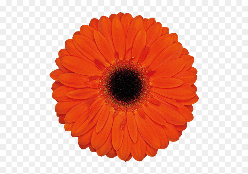 Healthy Early Years London Award, HD Png Download - big flower vase png