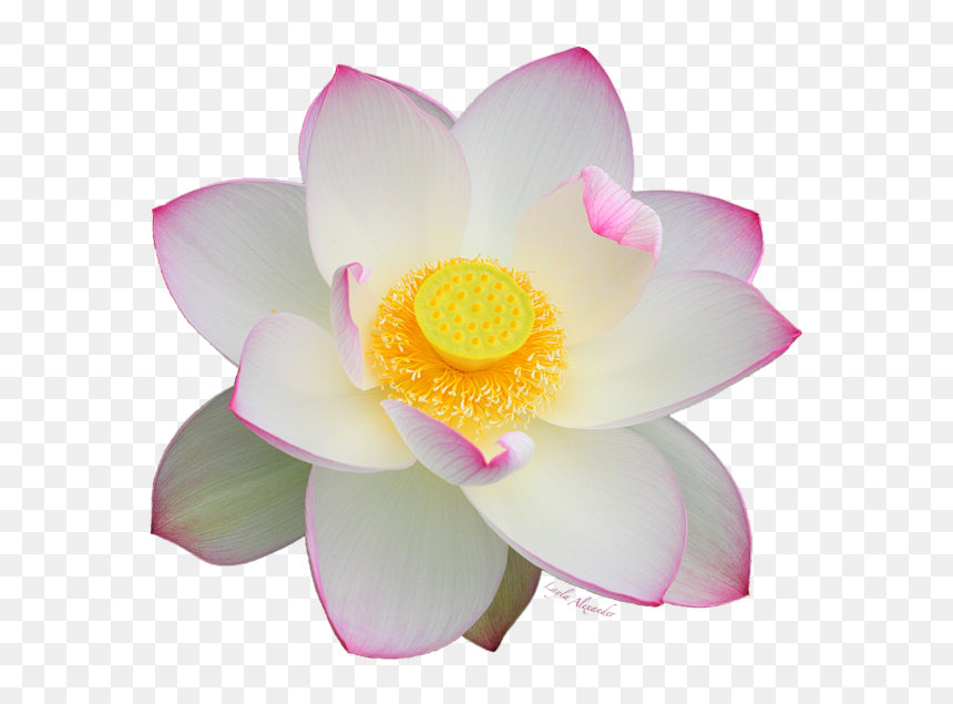 Bleed Area May Not Be Visible - White Lotus Transparent Background, HD Png Download - white flower background png