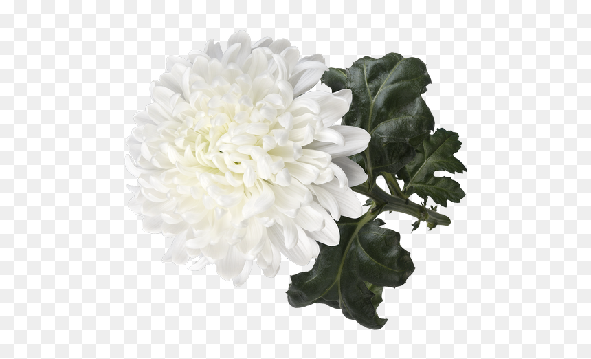 Di Antonov 3d Vrijstaand 783px - Dahlia, HD Png Download - big flower vase png