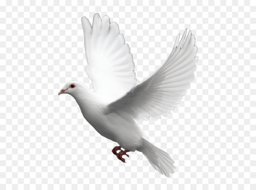 White Dove Transparent Background, HD Png Download - cb edit hair png