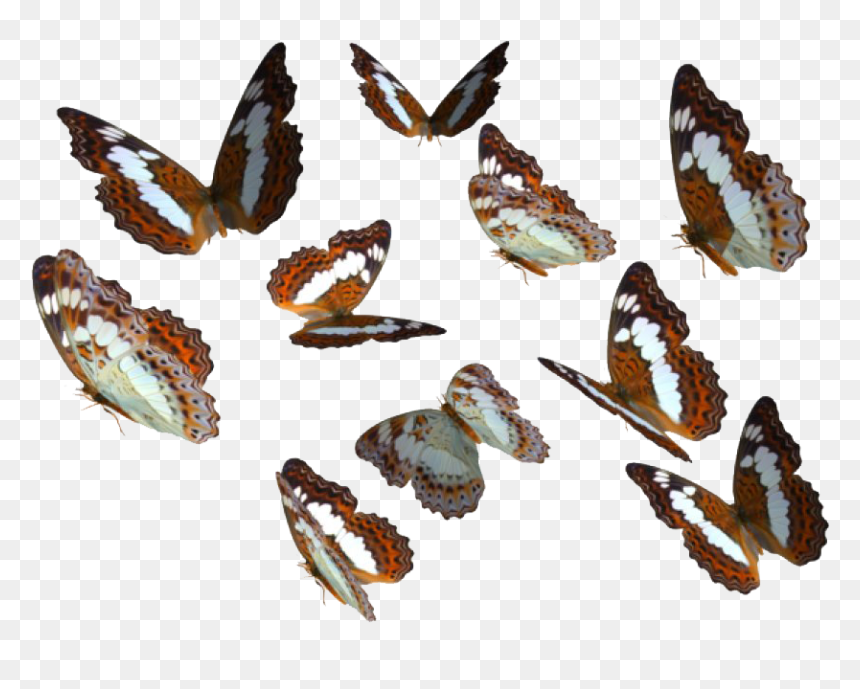Real Butterfly Png Image Transparent Background - Real Butterfly Transparent Png, Png Download - real png